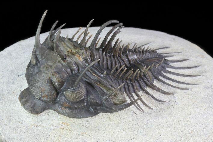 Spiny Comura Trilobite - Excellent Preparation #71205